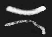 Иллюстрация к книге — Веганское сыроедение и здоровый образ жизни [i_018.jpg]