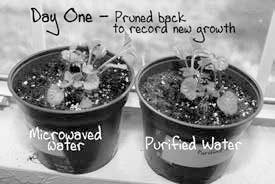 Иллюстрация к книге — Веганское сыроедение и здоровый образ жизни [i_019.jpg]