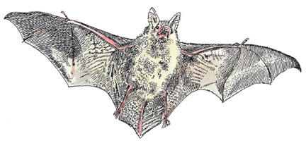 Иллюстрация к книге — Детский университет. Исследователи объясняют загадки мира. Книга первая [i_075.jpg]