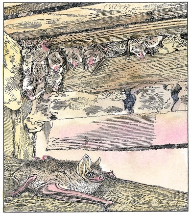 Иллюстрация к книге — Детский университет. Исследователи объясняют загадки мира. Книга первая [i_077.jpg]