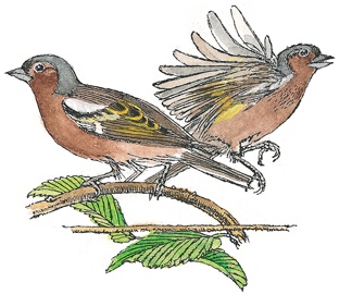 Иллюстрация к книге — Детский университет. Исследователи объясняют загадки мира. Книга первая [i_118.jpg]