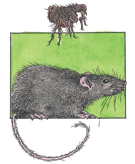 Иллюстрация к книге — Детский университет. Исследователи объясняют загадки мира. Книга первая [i_144.jpg]