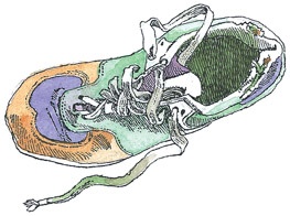 Иллюстрация к книге — Детский университет. Исследователи объясняют загадки мира. Книга первая [i_151.jpg]