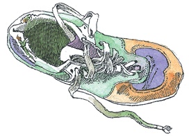 Иллюстрация к книге — Детский университет. Исследователи объясняют загадки мира. Книга первая [i_169.jpg]