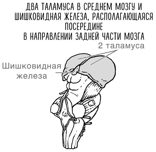 Иллюстрация к книге — Сверхъестественный разум. Как обычные люди делают невозможное с помощью силы подсознания [i_067.jpg]