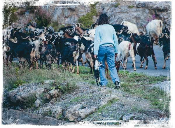 Иллюстрация к книге — Путешествие за счастьем. Почтовые открытки из Греции [i_016.jpg]