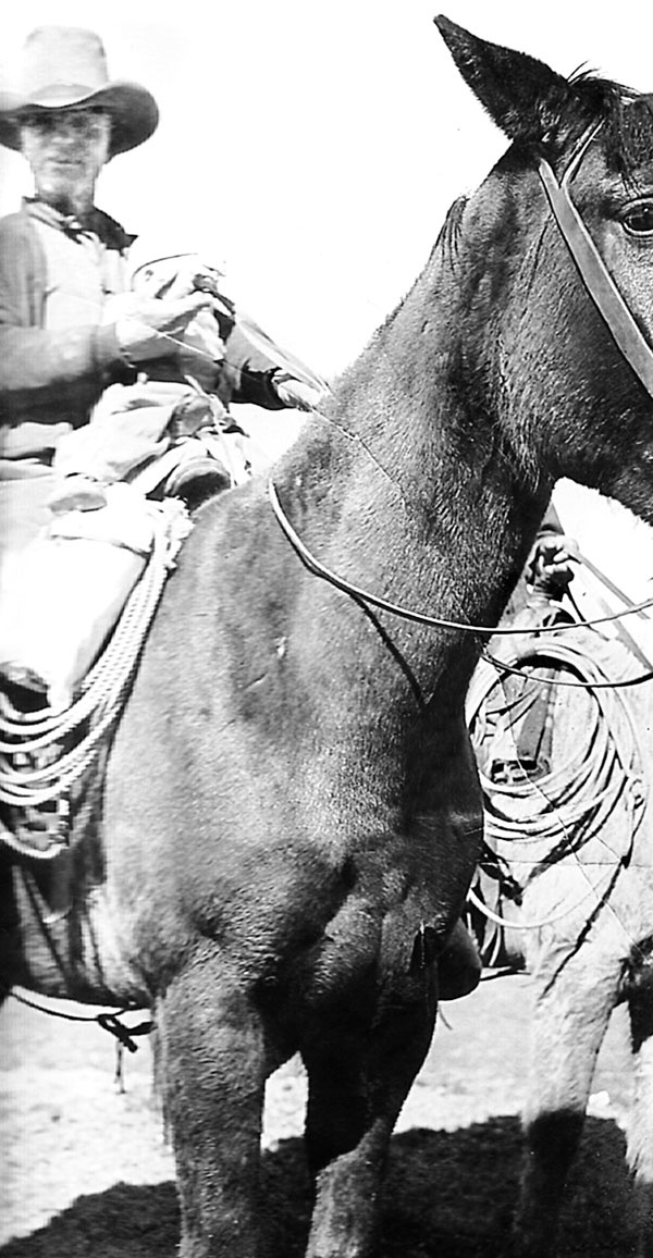 Иллюстрация к книге — Дикие лошади. У любой истории есть начало [i_005.jpg]