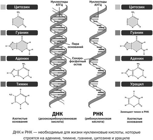 Иллюстрация к книге — Здоровое питание в вопросах и ответах [i_002.jpg]