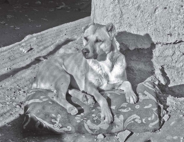 Иллюстрация к книге — Собаки, которых мы спасли. Нет места лучше дома [i_001.jpg]