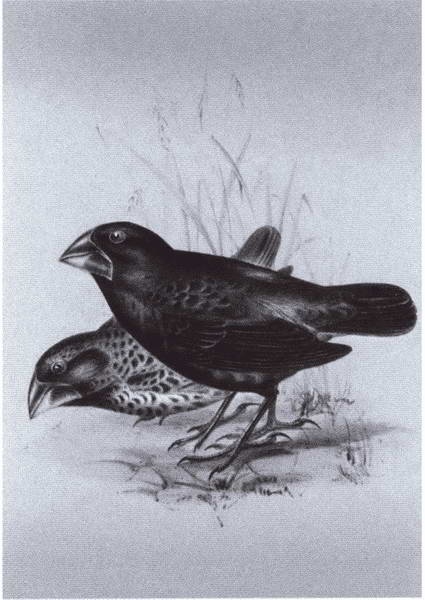 Иллюстрация к книге — Дарвин [i_019.jpg]