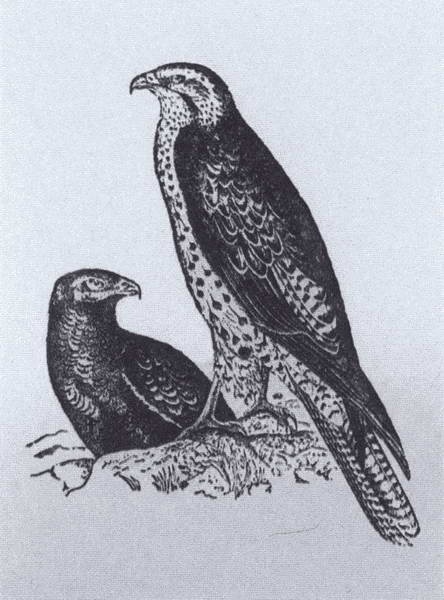 Иллюстрация к книге — Дарвин [i_021.jpg]