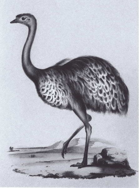 Иллюстрация к книге — Дарвин [i_023.jpg]