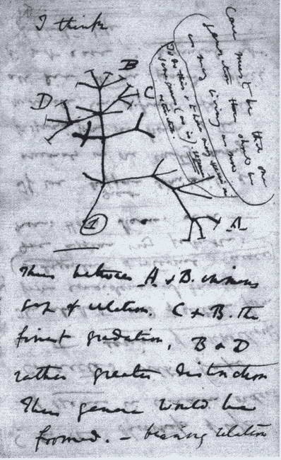 Иллюстрация к книге — Дарвин [i_033.jpg]