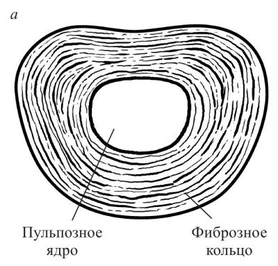 Иллюстрация к книге — Практический курс здоровья для вашего позвоночника [i_005.jpg]