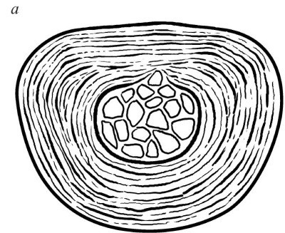 Иллюстрация к книге — Практический курс здоровья для вашего позвоночника [i_007.jpg]