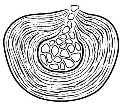 Иллюстрация к книге — Практический курс здоровья для вашего позвоночника [i_009.jpg]