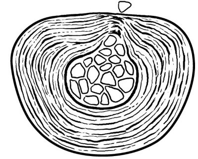 Иллюстрация к книге — Практический курс здоровья для вашего позвоночника [i_011.jpg]