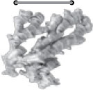 Иллюстрация к книге — Природные целители от 1000 болезней [_20.jpg]