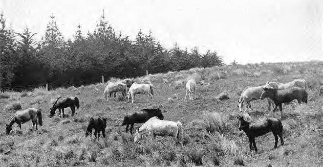 Иллюстрация к книге — В сердце Антарктики [i_015.jpg]