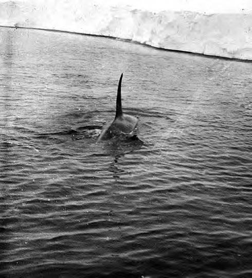 Иллюстрация к книге — В сердце Антарктики [i_041.jpg]