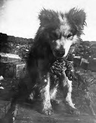 Иллюстрация к книге — В сердце Антарктики [i_068.jpg]