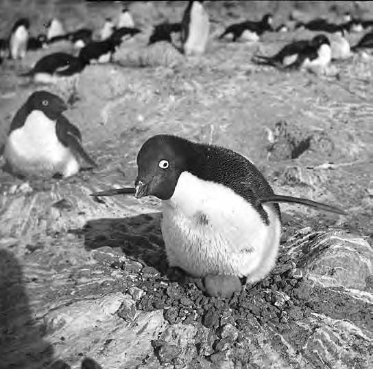 Иллюстрация к книге — В сердце Антарктики [i_078.jpg]