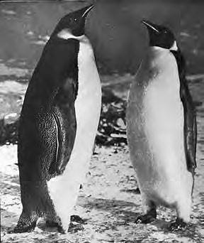 Иллюстрация к книге — В сердце Антарктики [i_114.jpg]