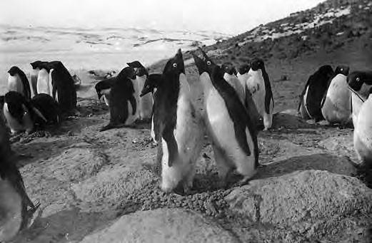 Иллюстрация к книге — В сердце Антарктики [i_115.jpg]