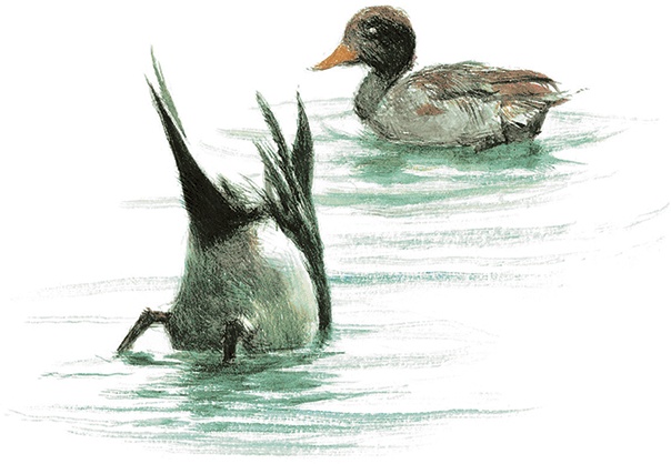 Иллюстрация к книге — Ветер в ивах [i_017.jpg]