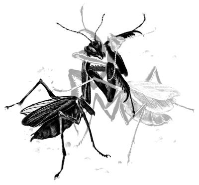 Иллюстрация к книге — Пангапу, или Статуэтка богини Кали [i_022.jpg]