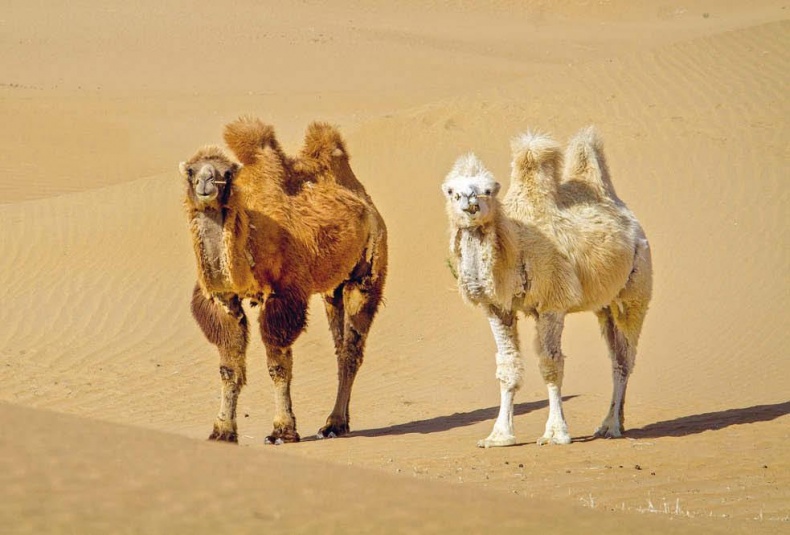 Иллюстрация к книге — Белый медведь в стране драконов [_102.jpg]