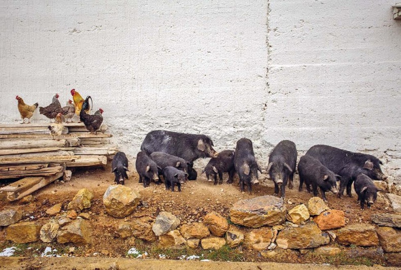 Иллюстрация к книге — Белый медведь в стране драконов [_156.jpg]