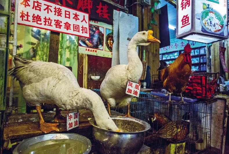 Иллюстрация к книге — Белый медведь в стране драконов [_182.jpg]