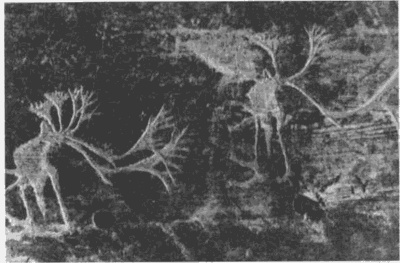 Иллюстрация к книге — Лапландцы. Охотники за северными оленями [i_058.jpg]