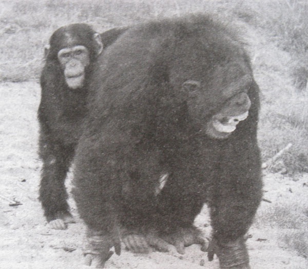 Иллюстрация к книге — Мудрость Востока и Запада. Психология равновесия [i_005.jpg]