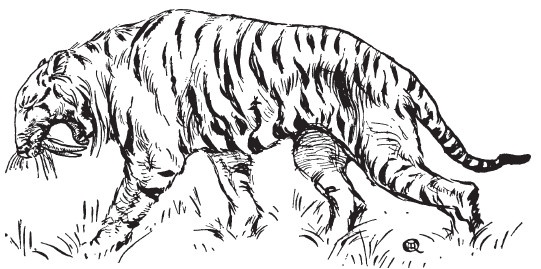 Иллюстрация к книге — Первобытные люди. Быт, религия, культура [i_014.jpg]