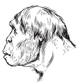 Иллюстрация к книге — Первобытные люди. Быт, религия, культура [i_020.jpg]