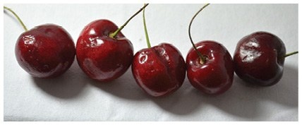 Иллюстрация к книге — Ни дня без кисти. Как рисовать часто и понемногу, сохранять свежий взгляд, не бояться экспериментов, быть уверенным и свободным в творчестве [i_183.jpg]