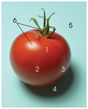 Иллюстрация к книге — Ни дня без кисти. Как рисовать часто и понемногу, сохранять свежий взгляд, не бояться экспериментов, быть уверенным и свободным в творчестве [i_202.jpg]