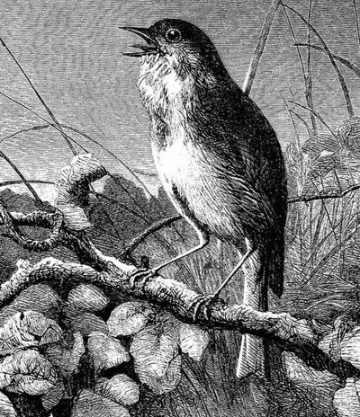 Иллюстрация к книге — Суеверия викторианской Англии [i_089.jpg]