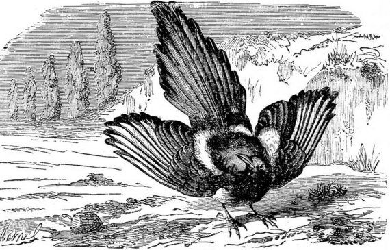 Иллюстрация к книге — Суеверия викторианской Англии [i_090.jpg]