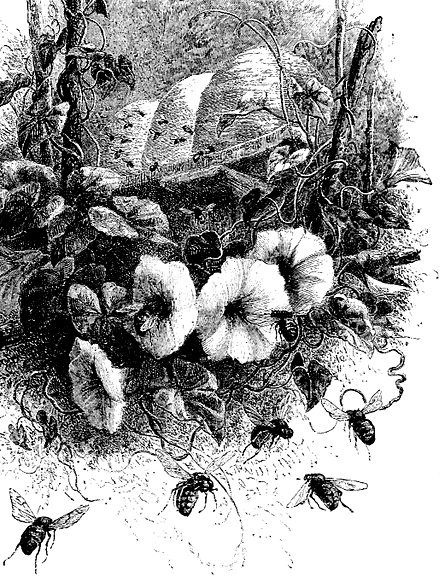 Иллюстрация к книге — Суеверия викторианской Англии [i_094.jpg]