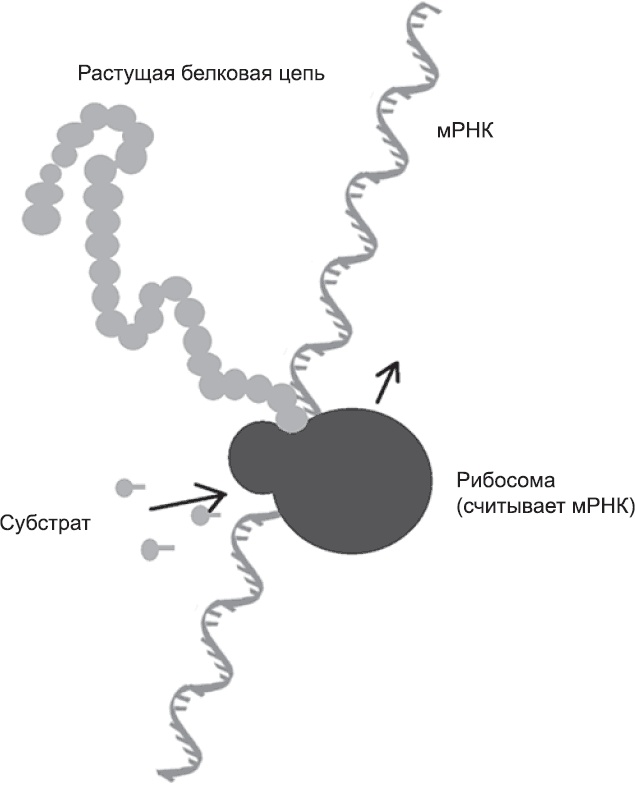 Иллюстрация к книге — Онтогенез. От клетки до человека [_1.jpg]