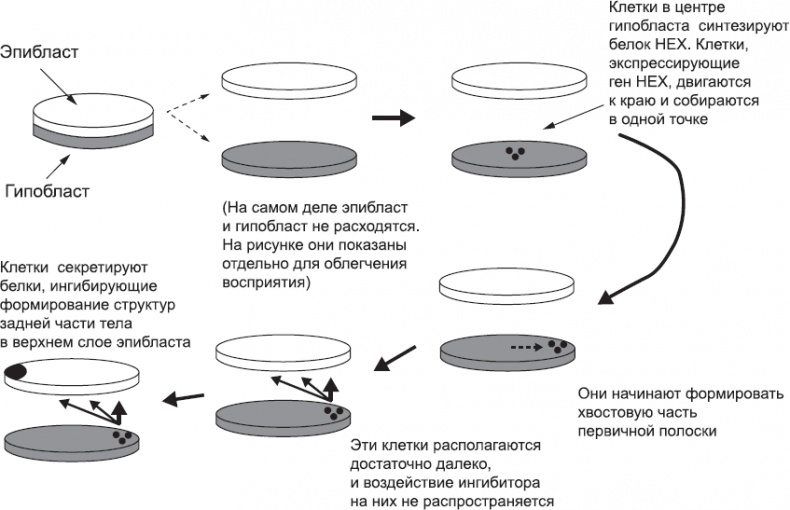 Иллюстрация к книге — Онтогенез. От клетки до человека [_10.jpg]
