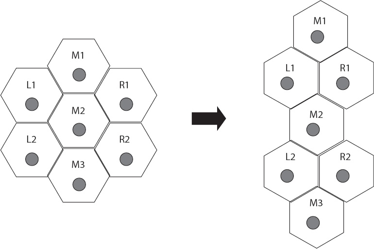 Иллюстрация к книге — Онтогенез. От клетки до человека [_16.jpg]