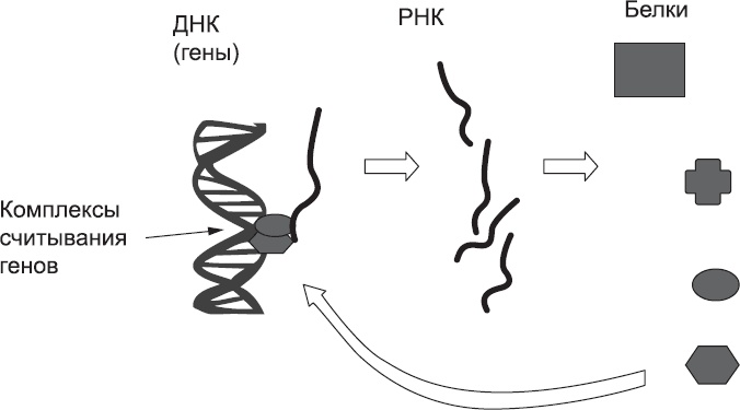 Иллюстрация к книге — Онтогенез. От клетки до человека [_2.jpg]
