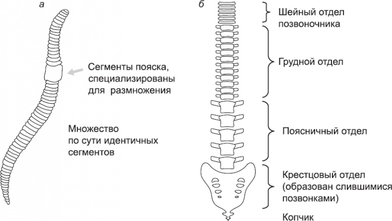 Иллюстрация к книге — Онтогенез. От клетки до человека [_21.jpg]