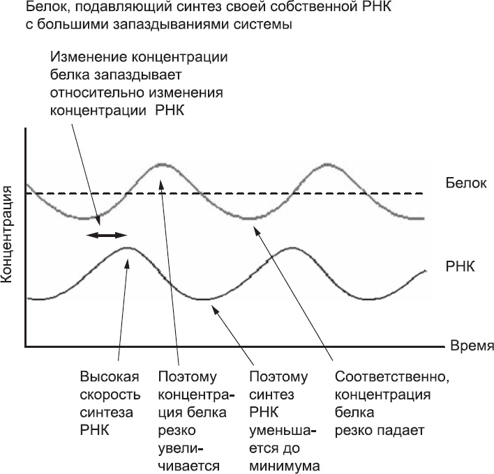 Иллюстрация к книге — Онтогенез. От клетки до человека [_26.jpg]