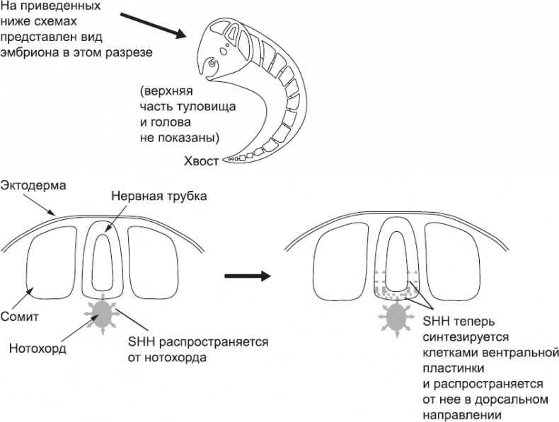 Иллюстрация к книге — Онтогенез. От клетки до человека [_30.jpg]