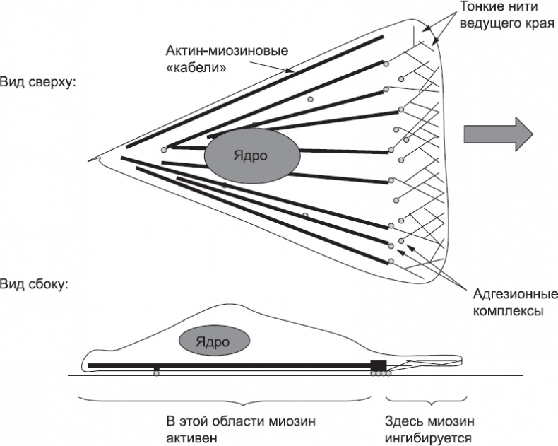 Иллюстрация к книге — Онтогенез. От клетки до человека [_35.jpg]